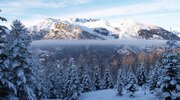 winter, snow, forest, spruce, mountains, fog wallpapers