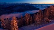 magic forest, night, snow, tree, forest, mountains wallpapers