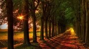 forest, trees, walk, path, colorful, autumn, leaves, nature, colors, fall, ... wallpapers