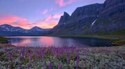 norway, norway, sunrise, lake, mountains, flowers wallpapers